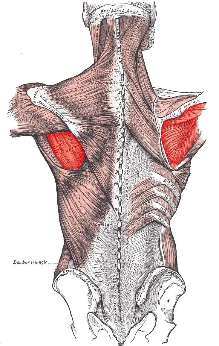 Músculo infraespinoso, vista anatómica posterior.